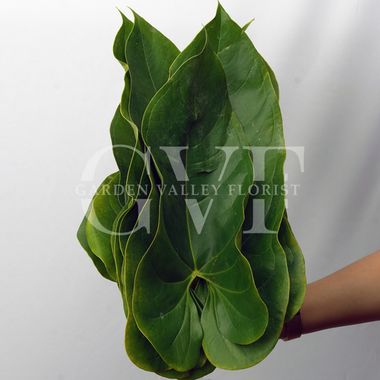 Anthorium Leaves