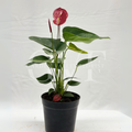 Red Anthurium Plant