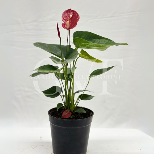 Red Anthurium Plant