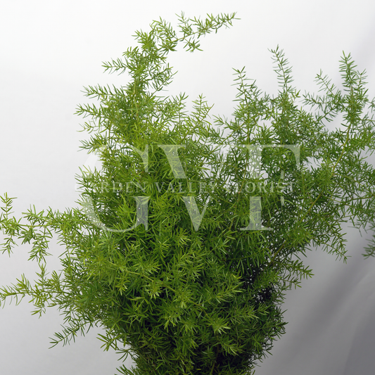 Asparagus Leaves