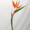 Bird Of Paradise ( BOP )