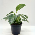 Birkin Plant