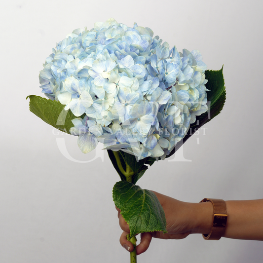 Blue Hydrangeas