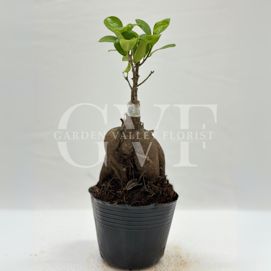 Ficus Bonsai Plant