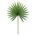 China Palm Leaves