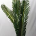 Cycus Leaves