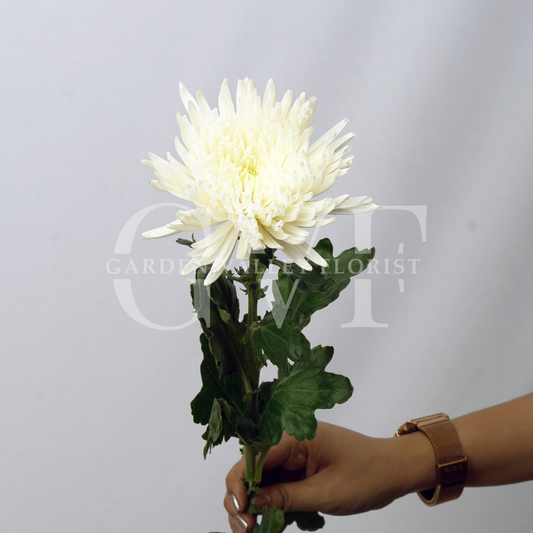 Disbud Chrysanthemum: Bold, Elegant, and Timeless