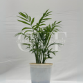 Erica Plant
