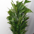 Fish Palm Leaves