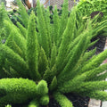 Fox Tail Leaves