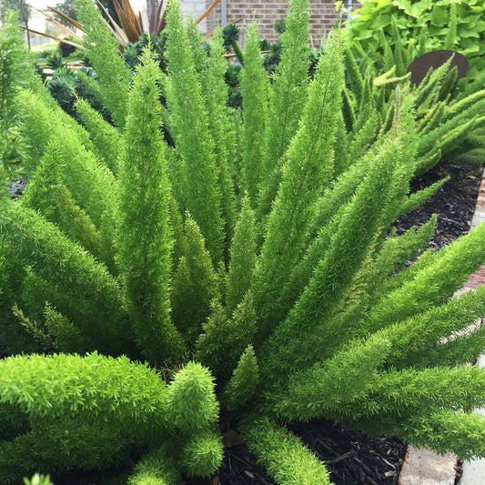 Fox Tail Leaves