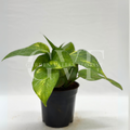 Green Money Plant