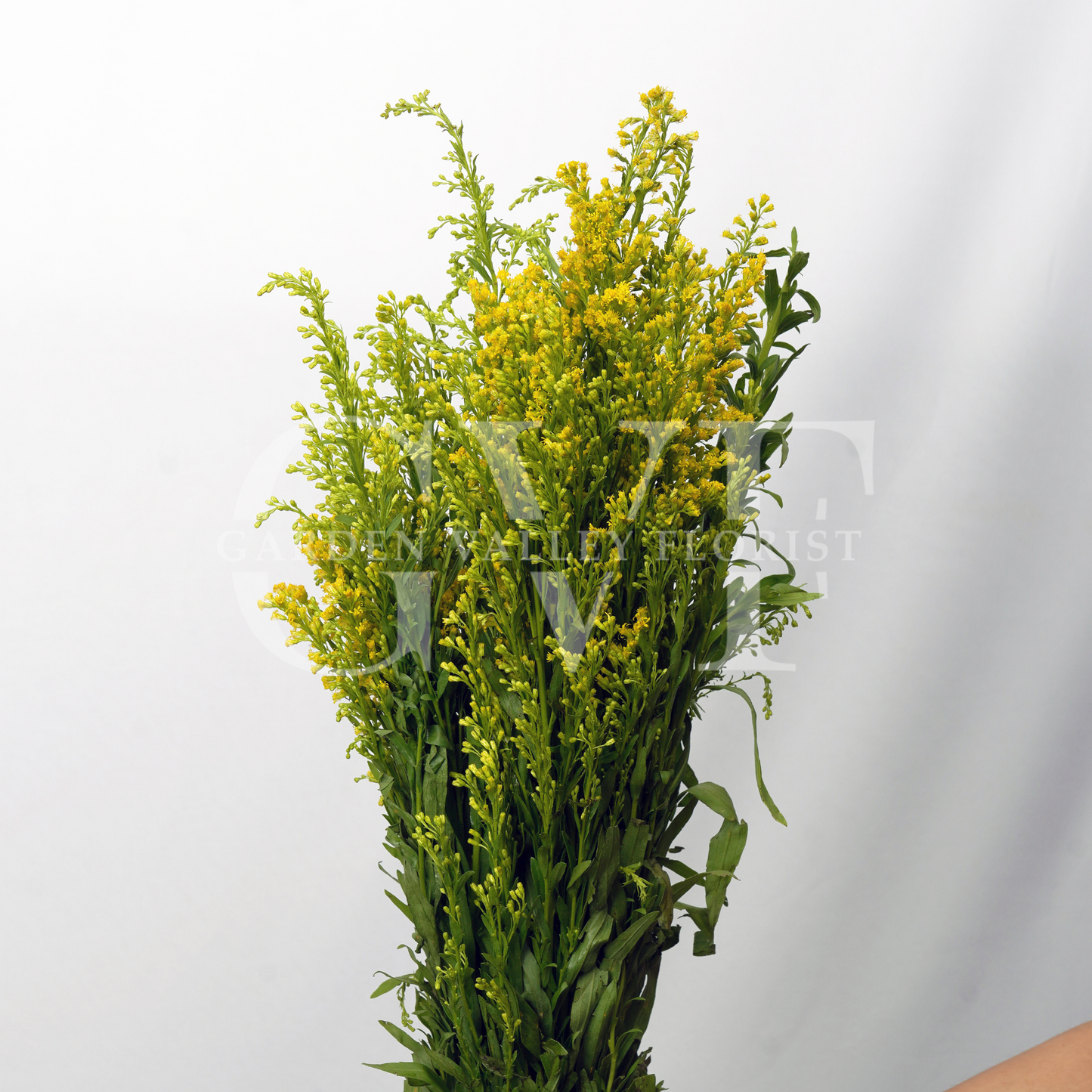 Golden Rod: A Symbol of Prosperity & Warmth