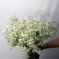 Gypsophila (Baby’s Breath): Delicate Beauty & Timeless Elegance