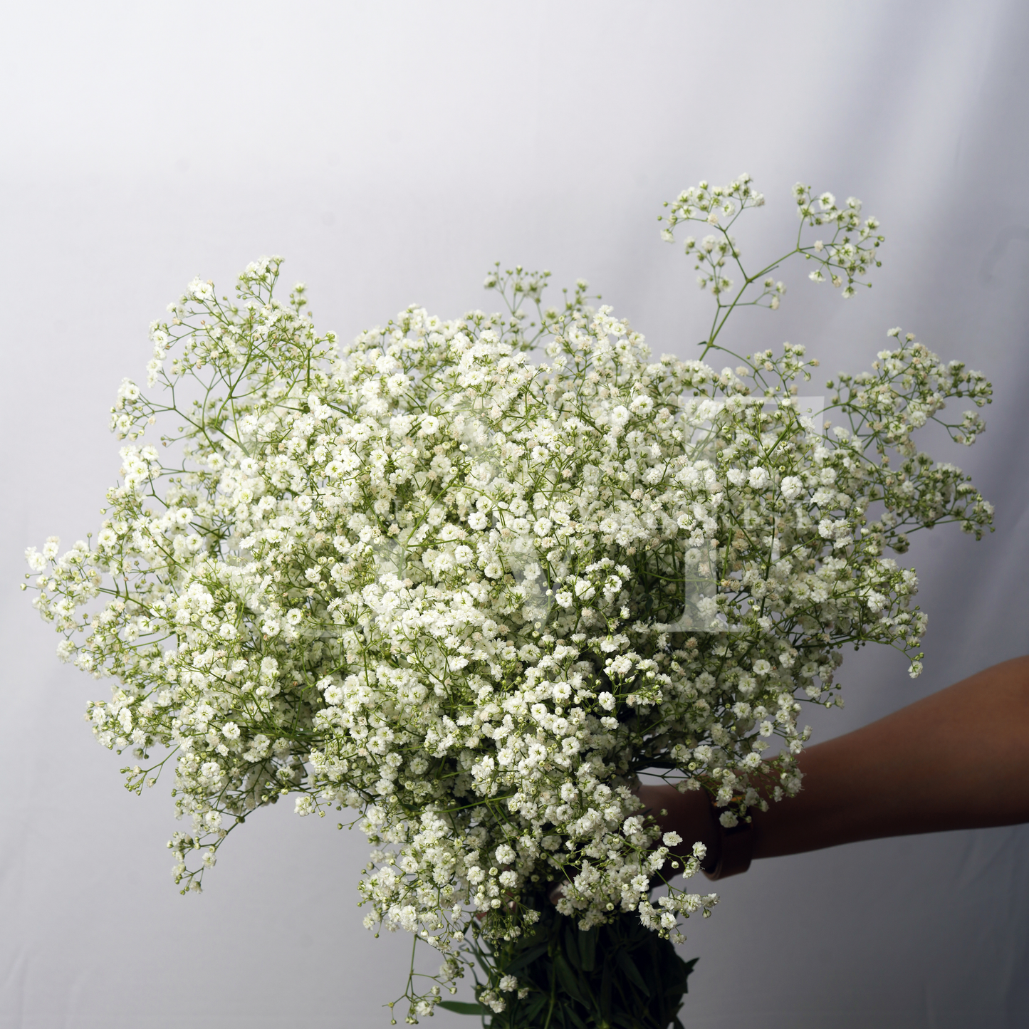 Gypsophila (Baby’s Breath): Delicate Beauty & Timeless Elegance