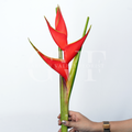 Heliconia