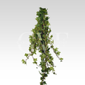 Ivy Leaves