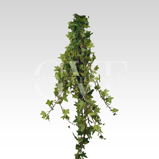 Ivy Leaves