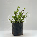 Jade Plant