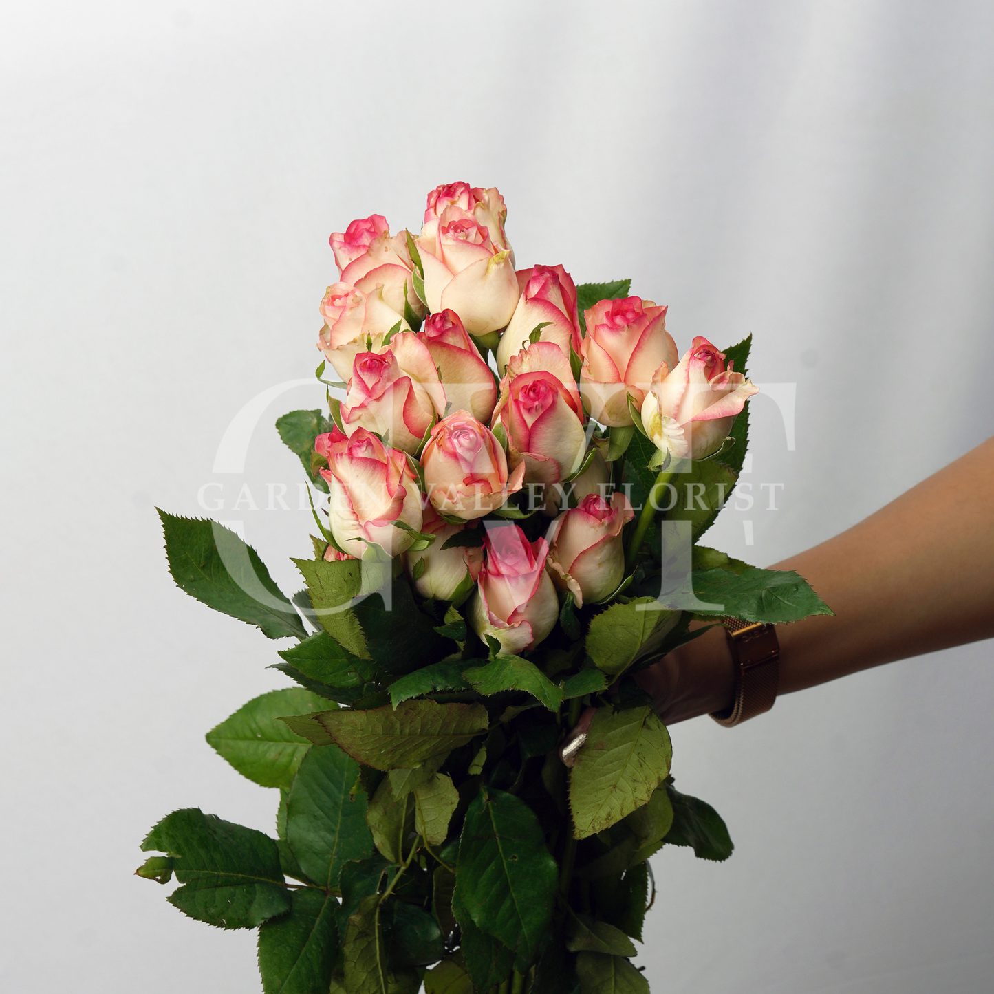 Pink Roses