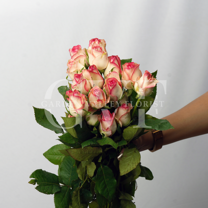 Pink Roses