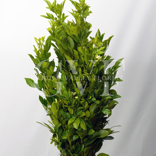 Kamini Leaves