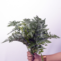 Leather Fern Leaves