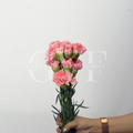Light Pink Carnations