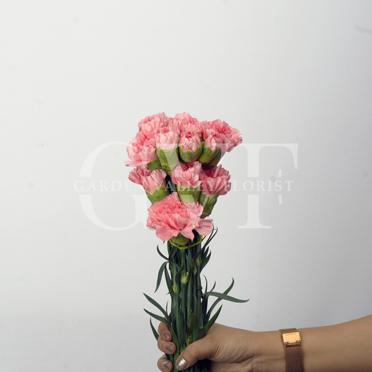 Light Pink Carnations