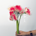Light Pink Gerbera: Soft Elegance & Gentle Charm