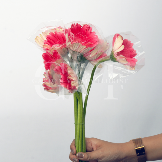 Light Pink Gerbera: Soft Elegance & Gentle Charm