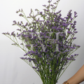 Limonium: Whimsical Beauty & Lasting Charm