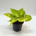 Golden Money Plant