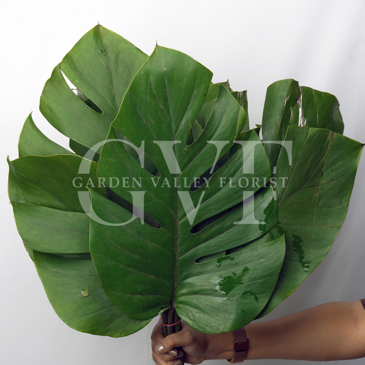 Monesteria Leaves