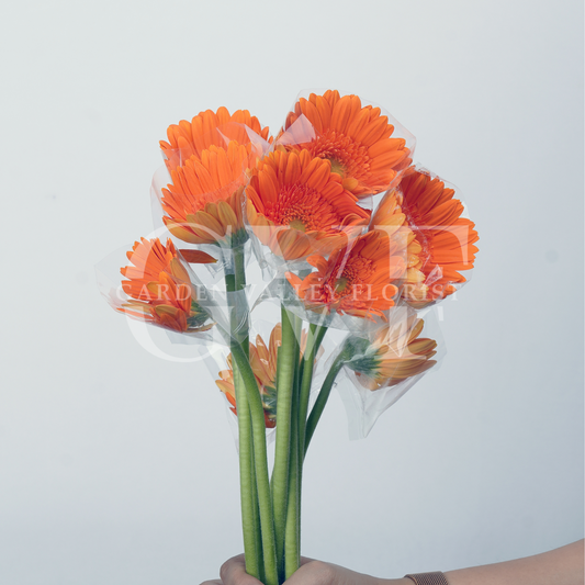 Orange Gerbera: Vibrant Energy & Warmth