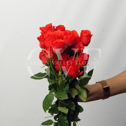 Orange Rose