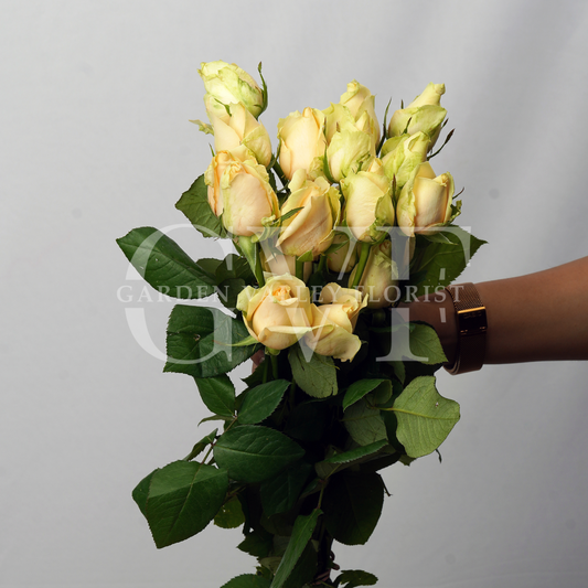 Peach Rose
