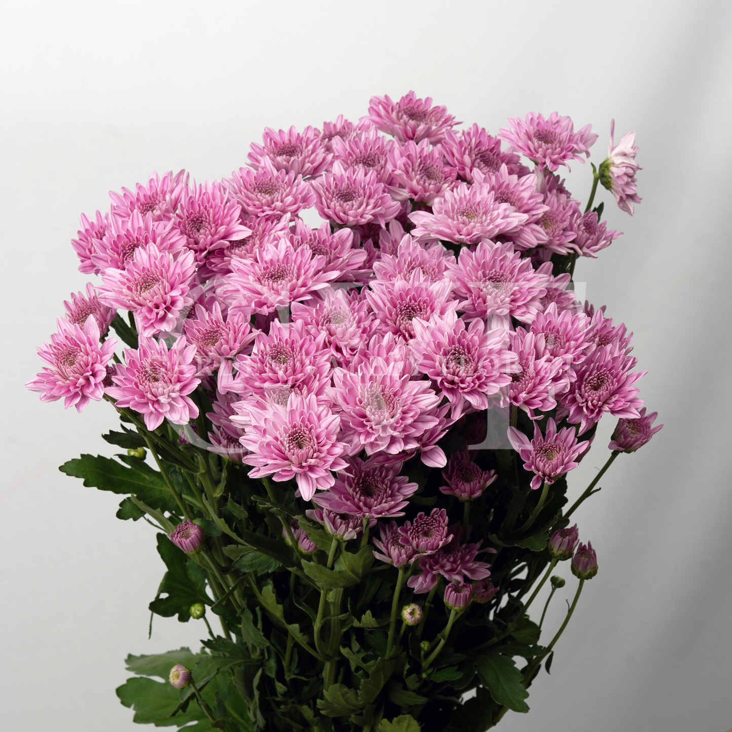 Chrysanthemum Blooms: Elegant Floral Treasures