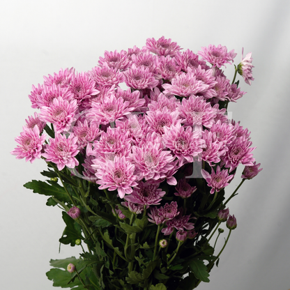 Chrysanthemum Blooms: Elegant Floral Treasures