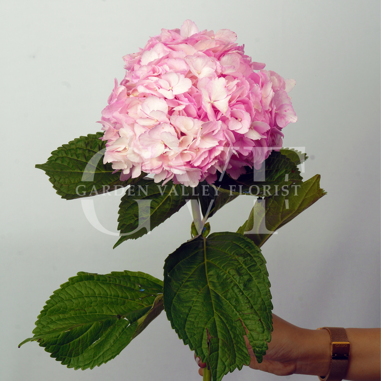 Pink Hydrangeas