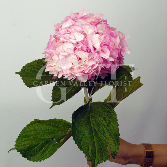 Pink Hydrangeas