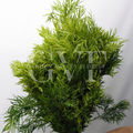 Podocarpus Leaves