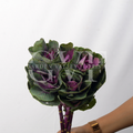 Purple Brasicca