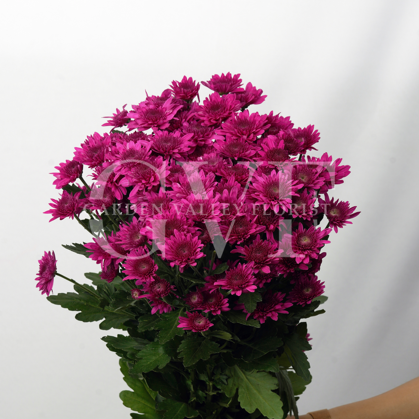 Chrysanthemum Blooms: Elegant Floral Treasures