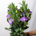 Purple Lisianthus: Royalty & Graceful Beauty