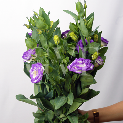 Lisianthus (Astoma): Delicate Beauty & Timeless Grace