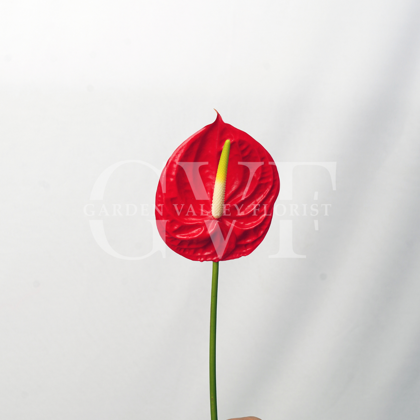 Red Anthurium