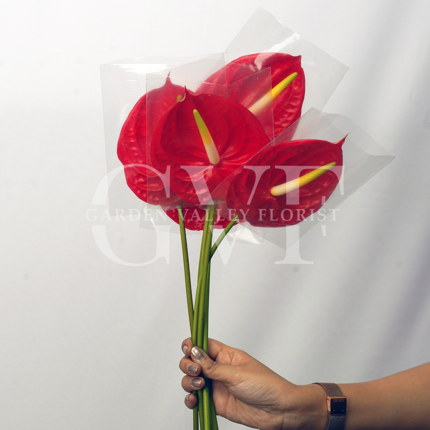 Red Anthurium