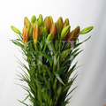 Asiatic Lily