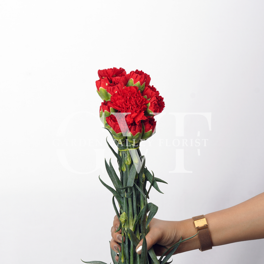 Red Carnations